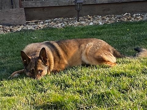 Dog